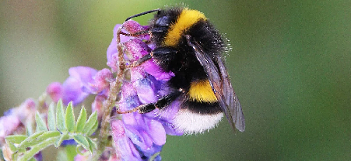 Leeuwenbergh honing te koop