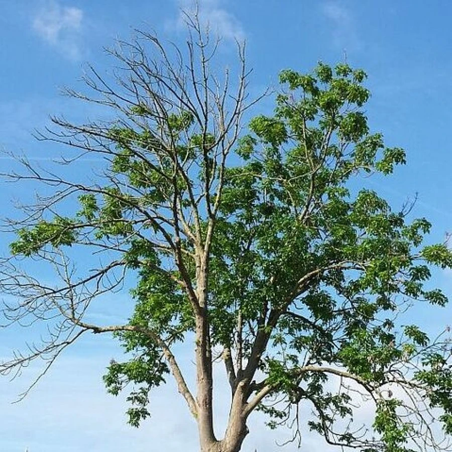 Aanplant van nieuwe bomen langs holes 12 & 18