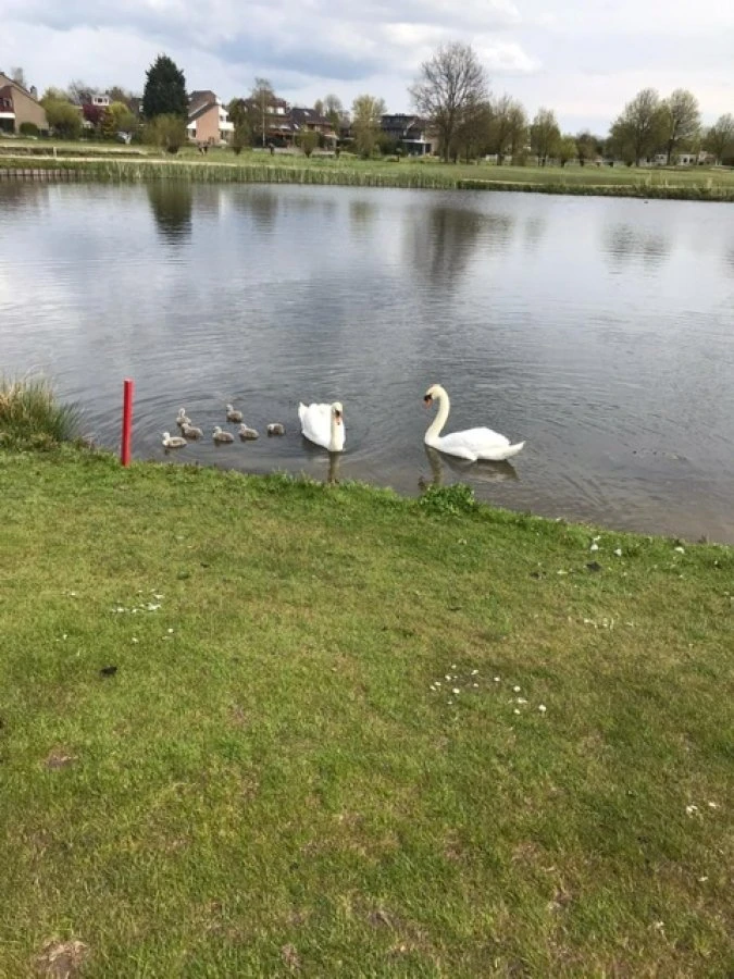 Natuur in de baan